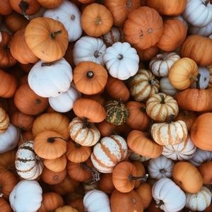 Meet your Posher, lily